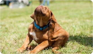 Dog still itching after hot sale frontline